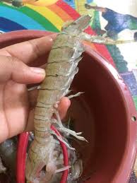 Tapi proses nak siang udang lipan tu memang susah sikit, sebab tekstur dia yang keras sampaikan boleh buat tangan kita luka. Cara Masak Udang Lipan Nasi