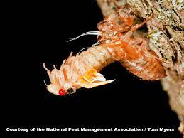They are considered pests by most because they like to. Periodical Cicadas 17 Year Cicada Facts Information