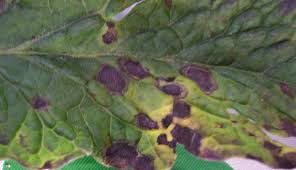 Fernando alves de azevedo, pesquisador do instituto agronômico (iac), campinas (sp), da secretaria de agricultura e. Aplicacao Preventiva Para O Controle De Pinta Preta Grupo Cultivar