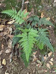 Image result for Asplenium rukararense