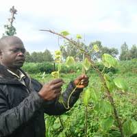 Image result for Petersianthus macrocarpus