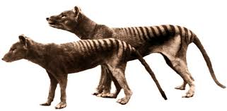 Black cat illustration, black cat kitten cartoon, black cat hd, mammal, animals png. The Tasmanian Tiger May Not Be Extinct Mysterious Sightings Suggest