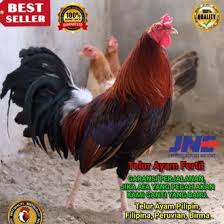Dan juga tidak sedikit juga menolak kegiatan sabung ayam yang diadakan. Sabung Ayam Peru Ayam Peru Ayam Aduan Taji Pisau Sabung Ayam Online Sportifitas Pertarungan Sabung Ayam Derby Manila Filipina