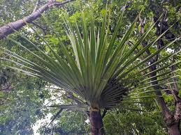 Image result for Pandanus utilis