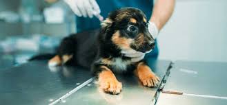 Jan 16, 2017 · in addition to fluid therapy, canine parvovirus can be treated using blood transfusions. Can Dogs Be Treated For Parvo Wag