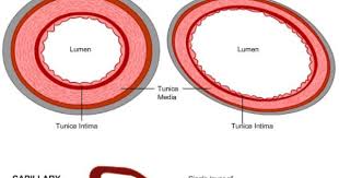 Blood vessel, a vessel in the human or animal body in which blood circulates. Medical School Cross Section Of An Artery Vein And Capillary Physical Education Lessons Arteries Arteries And Veins