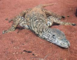 Reptil pun mendapat predikat kadal terbesar di dunia. Biawak Perentie Wikipedia Bahasa Indonesia Ensiklopedia Bebas