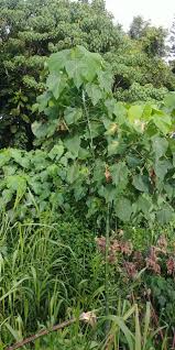 Image result for Neoboutonia macrocalyx