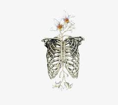 Human skeleton, the internal skeleton that serves as a framework for the body. Rib Cage Drawing Bone Drawing Human Skeleton Skeleton Ribcage With Flowers Png Image Transparent Png Free Download On Seekpng