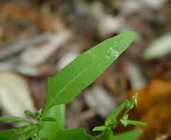 Image result for Atriplex patula