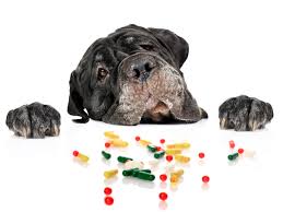 Save 50% on pet prescription medication from pet drugs online. A Warning To Vets And Their Pets Don T Self Medicate 1818 An Advocacy Group Chicago Professional License Attorney