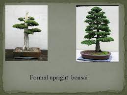 We now know the literal translation of bonsai is tree in pot, but what is the meaning of a bonsai tree? Bonsai Bonsai Is A Japanese Word Its Meaning