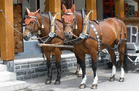 Freiberger Horses Horse Breeds Rare Horse Breeds