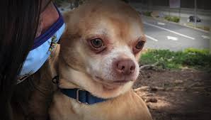 Check spelling or type a new query. Send Help Prancer Second Chance Pet Adoption League