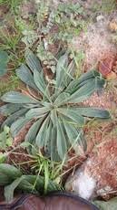 Image result for Senecio consanguineus