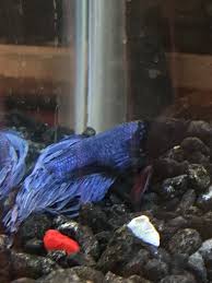 Is your betta fish sick? Sick Betta Tumor My Aquarium Club