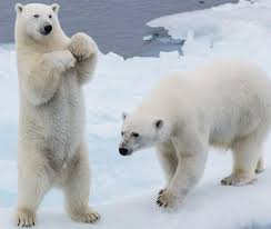 Image result for are polar bears left handed