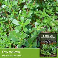 Image result for Portulaca oleracea