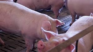 Sow farm operators advised to step up biosecurity in light of increase in  PRRS
