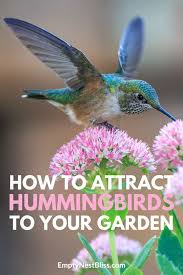 10 flowers that attract hummingbirds to your garden. Top Flowers For A Hummingbird And Butterfly Garden How To Attract Hummingbirds Flowers That Attract Hummingbirds Hummingbird Plants