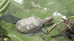 If you would like to participate, you can choose to edit this article, or visit the project page for more information. Juvenile African Helmeted Turtle In Stock Footage Video 100 Royalty Free 24046348 Shutterstock