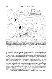 Image result for Tricalysia sp. E