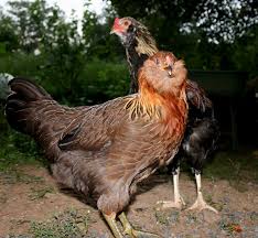 Do ameraucana chickens lay eggs everyday? 15 Popular Breeds Of Chickens For Raising As A Backyard Flock The Self Sufficient Living
