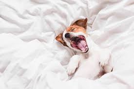 Image result for Yawning