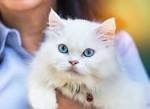 The 10 Most Affectionate Cat Breeds - Animal Wised