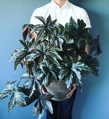 Use a spray bottle to lightly mist. Arctic Gardener Begonia The Spring Light Does Wonders After Struggling Through The Cold Long Norwegian Winter This Gryfon Begonia Finally Decided To Grow Stronger Lusher And Revitalize Itself Remember