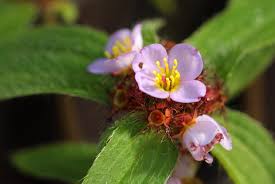 Image result for Antherotoma naudinii