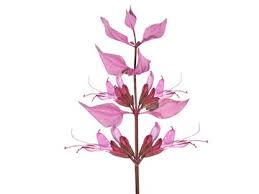Image result for Syncolostemon