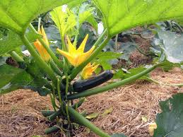 Tanah merupakan salah satu media tumbuh sayuran pada umumnya. Cara Menanam Zucchini Di Pekarangan Rumah Raden Pedia