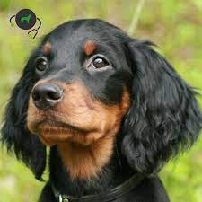They are excellent hunters and have big personalities. Ha Cerebellar Ataxia Gordon Setter Genimal Biotechnologies