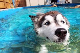 Your pet's home away from home for doggy daycare and boarding; Pet Boarding In Wilmington Nc Pet Paradise