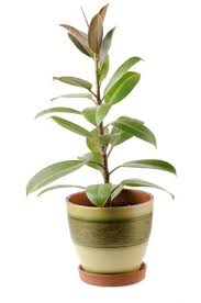 Today we are focusing on rubber tree (or ficus elastica from its latin name). Rubber Plant Ficus Elastica Care And Growing Information