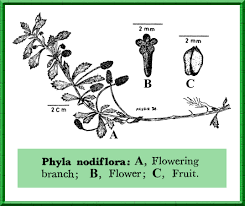 Image result for Phyla