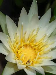 Image result for Nymphaea maculata