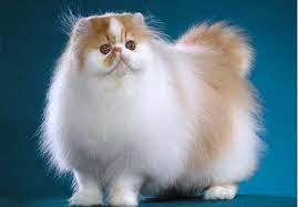 Untuk urusan kesetiaan, kucing juga tidak kalah setianya dengan anjing. 8 Gambar Kucing Paling Comel Layan Zassssssssssss