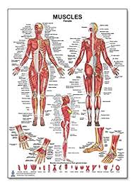 By the end of this video, you will understand the three different muscle fibre types, and have a memorable way of organizing the chart of characteristics. Amazon Com The Muscles Female Poster 12 X 17 Inch For Physical Fitness Working Out Muscular System Anatomical Chart Industrial Scientific