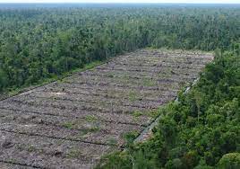 Wisata hutan pinus yang paling hits di pacitan adalah hutan pinus gemaharjo. Hutan Produksi Pengertian Pengelolaan Manfaat Fungsi Ciri