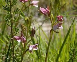 Image result for Eulophia ensata
