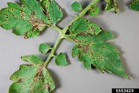 Image result for Septoria leaf spot of tomato