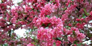 Flowering crabapple trees have to be planted in a very specific way. Best Types Of Crabapple Trees For Your Yard Better Homes Gardens