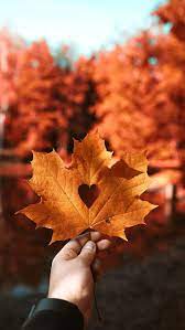 Nature Autumn Leaf Love Heart 4k Wallpapers 4k Autumn Heart Leaf Love Nature Wallpapers Autumn Photography Fall Wallpaper Cute Fall Wallpaper