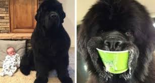Who was a famous explorer with a newfoundland dog? 20 Fotos Die Zeigen Warum Das Leben Mit Einem Neufundlander Die Lebensqualitat Stark Verbessern Wird Curioctopus De