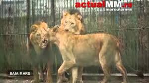 Oamenii erau rapiti din gara cfr din baia mare. Lei Gradina Zoologica Baia Mare Spre Africa Actualmm Youtube