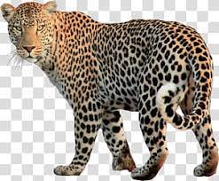 Snow Leopard Jaguar Felidae Leopard Transparent Background Png Clipart Black Panther Cat Panther Cat Tiger Illustration