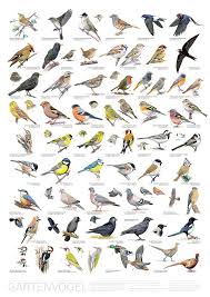 Bird Posters Garden Birds Woodland Birds Farmland Birds Vogelposter Gartenvogel Waldvogel Feldvogel Vogel Als Haustiere Vogel Im Garten Vogelkunde