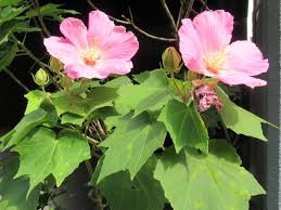 Image result for Hibiscus mutatus